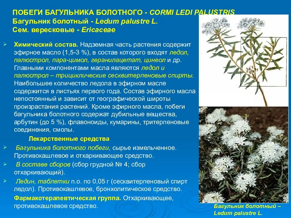 Багульник болотный: полезные свойства и противопоказания, применение