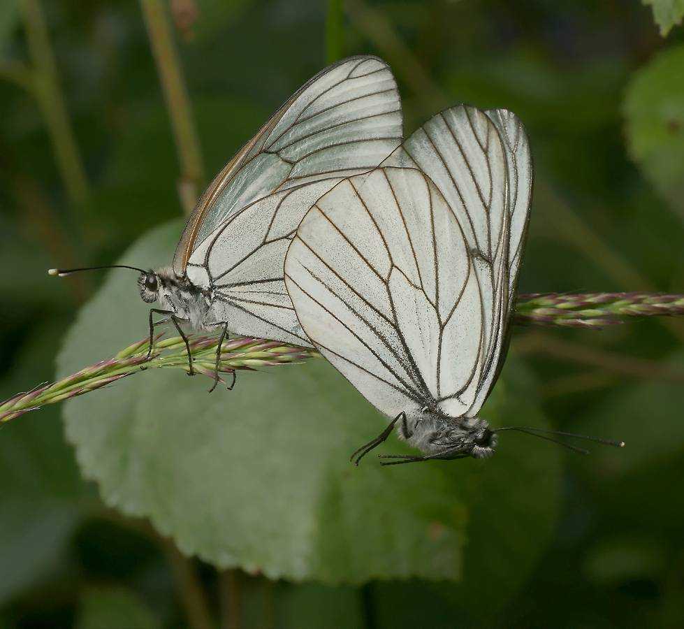 Боярышница (Aporia crataegi). Бабочка Белянка боярышница. Бабочка боярышница яйца. Гусеница бабочки боярышницы.